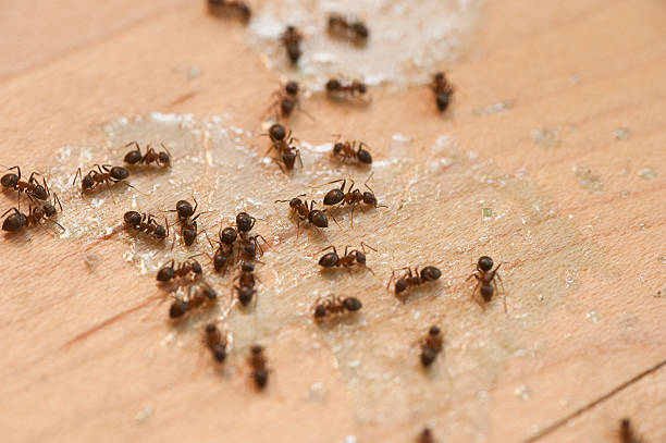 Best Local Pest Control Services  in Coal Valley, IL