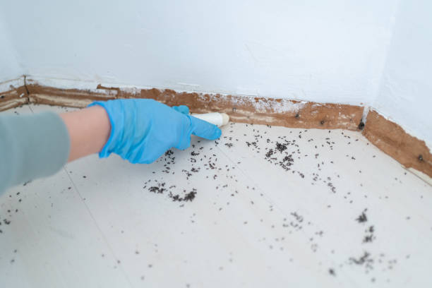 Pest Control for Restaurants in Coal Valley, IL